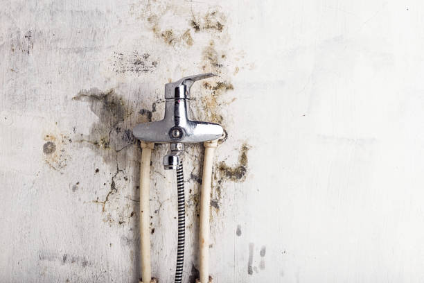 Best Certified Mold Removal  in Creston, IA
