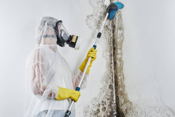 Professional Mold Removal in Creston, IA