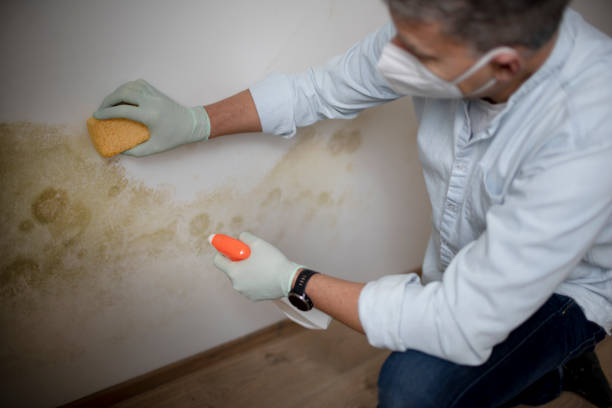 Best Mold Testing  in Creston, IA