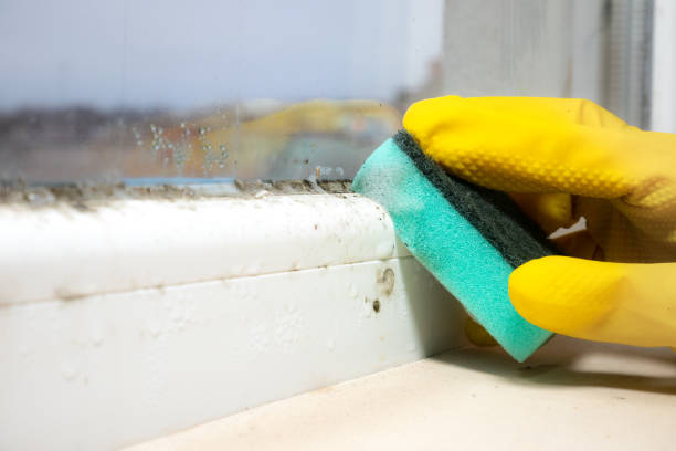 Best Mold Removal Company Near Me  in Creston, IA