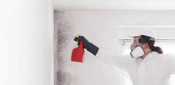 Mold Removal and Inspection in Creston, IA