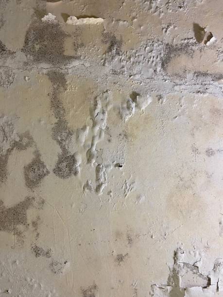 Best Emergency Mold Removal  in Creston, IA