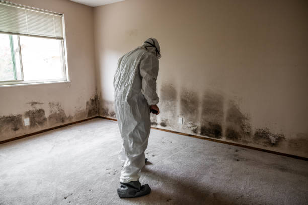 Best Professional Mold Removal  in Creston, IA