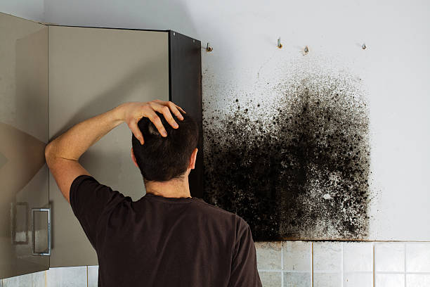 Best Mold Testing and Removal  in Creston, IA