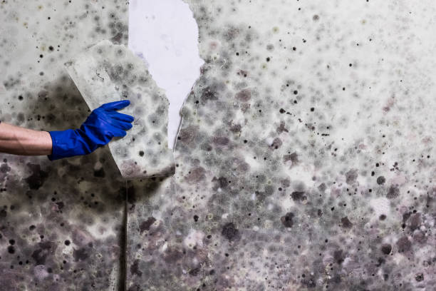 Best Crawl Space Mold Removal  in Creston, IA