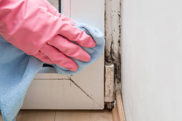 Best Mold Remediation  in Creston, IA