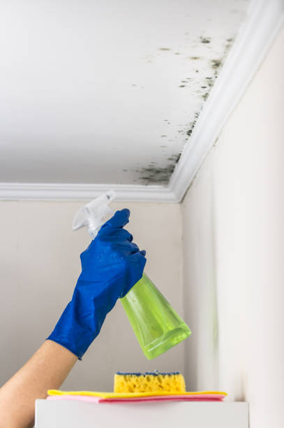 Best Toxic Mold Removal  in Creston, IA