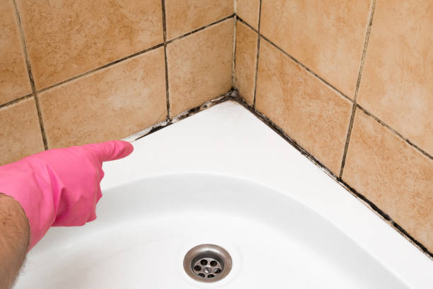 Mold Testing and Removal in Creston, IA