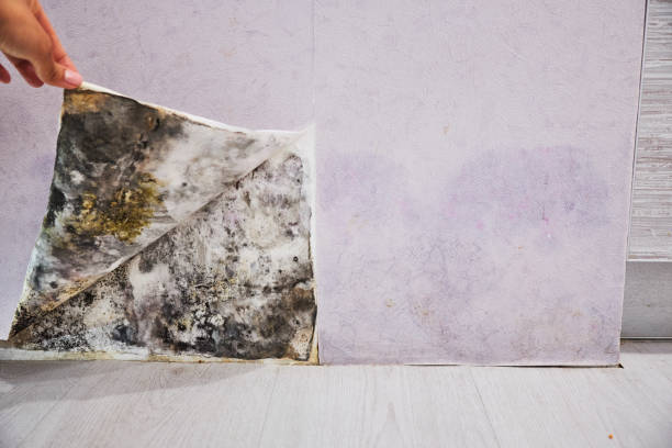 Best Attic Mold Removal  in Creston, IA